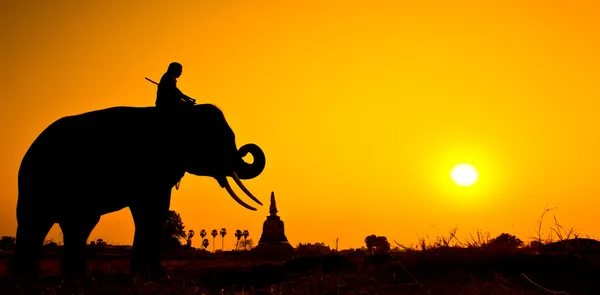 Silhouette åtgärder av elefant i landsbygden ayutthaya provinsen, thailand — Stockfoto