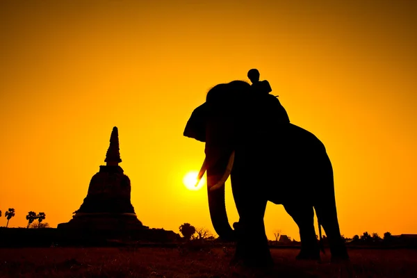 Silhouette åtgärder av elefant i landsbygden ayutthaya provinsen, thailand — Stockfoto