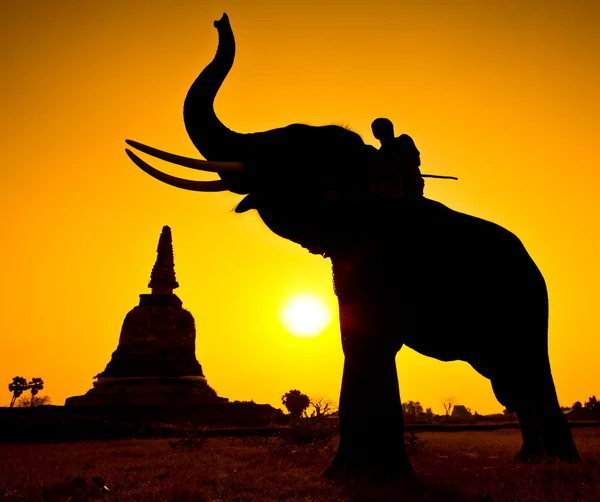 Silhouette åtgärder av elefant i landsbygden ayutthaya provinsen, thailand — Stockfoto