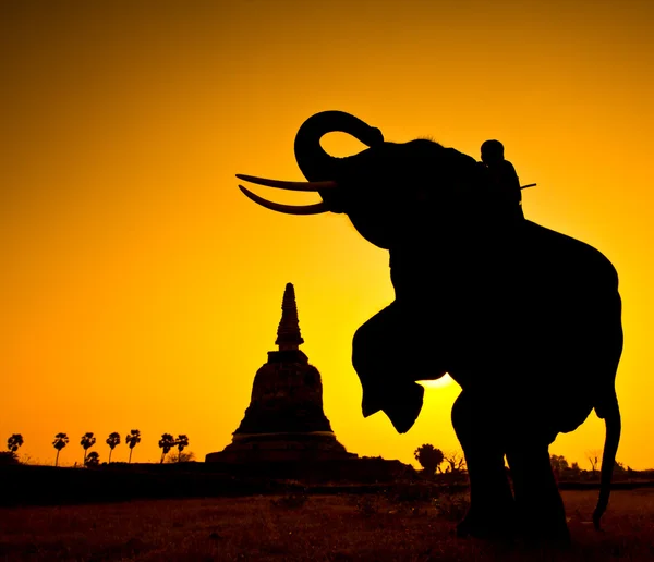 Silhouette åtgärder av elefant i landsbygden ayutthaya provinsen, thailand — Stockfoto