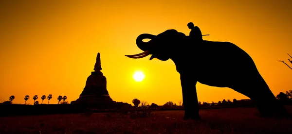 Silueta akce slon v krajině provincie ayutthaya, Thajsko — Stock fotografie
