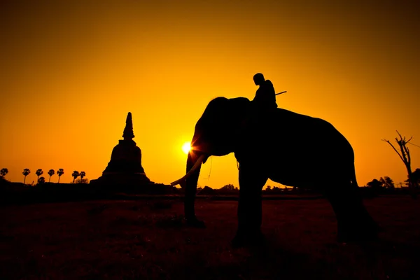 Azione silhouette di elefante in campagna provincia di Ayutthaya, Thailandia — Foto Stock