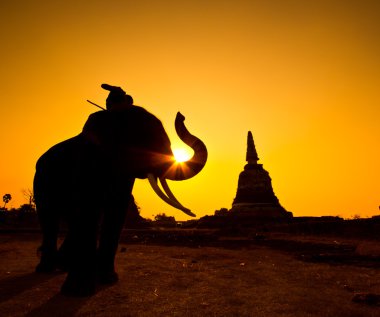siluet eylem filin kırsal ayutthaya ili, Tayland