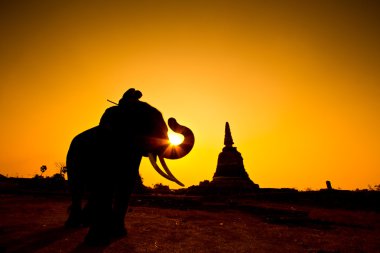 siluet eylem filin kırsal ayutthaya ili, Tayland