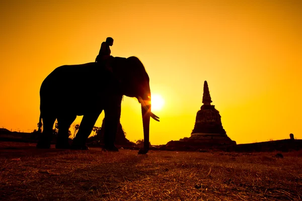 Azione silhouette di elefante in campagna provincia di Ayutthaya, Thailandia — Foto Stock