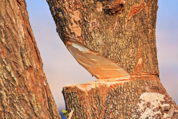 Logger taglio legno — Foto Stock