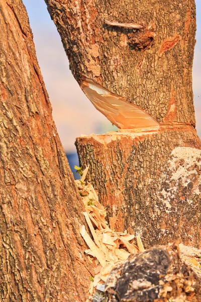 Madera aserrada — Foto de Stock