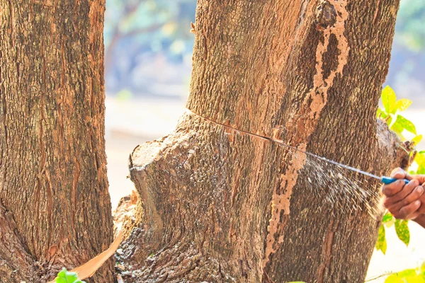 Logger kesim ahşap — Stok fotoğraf