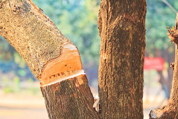 Madera aserrada — Foto de Stock