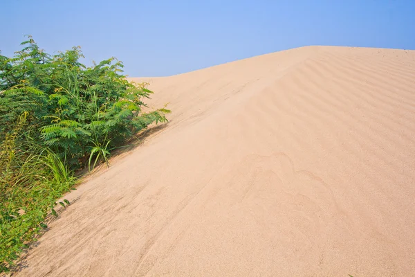 Plaża pustynia łabędź i sahara w Tajlandii — Zdjęcie stockowe