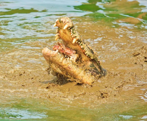 Crocodile — Stock Photo, Image