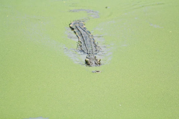 Crocodile — Stock Photo, Image