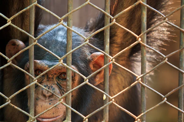 Chimpanzees in captivity. — Stock Photo, Image