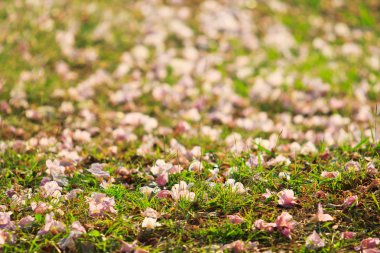 pembe çiçekler tabebuia rosea çiçeği