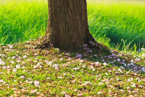 粉红色花朵 tabebuia 景天盛开 — 图库照片