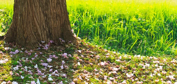 Розовые цветы Tabebuia rosea blossom — стоковое фото