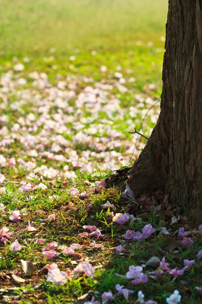 Růžové květy tabebuia rosea květ — Stock fotografie