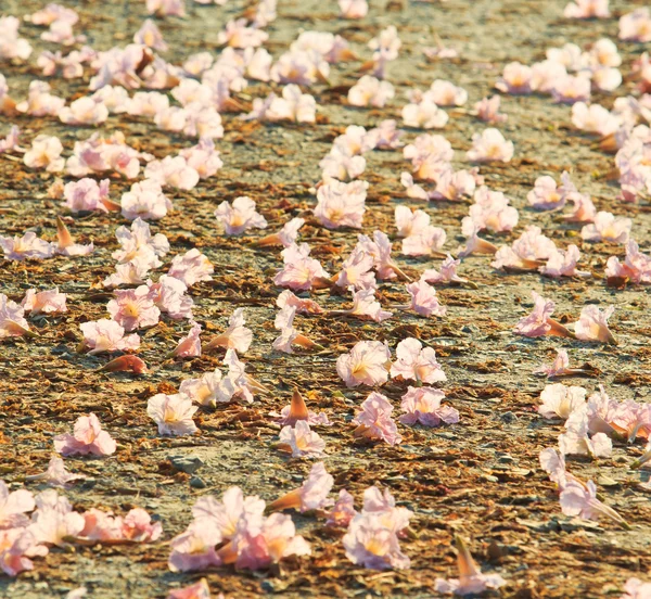 Pembe çiçekler tabebuia rosea çiçeği — Stok fotoğraf