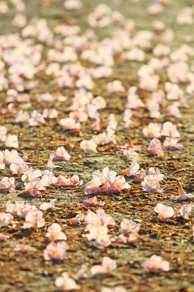 Roze bloemen tabebuia rosea bloesem — Stockfoto