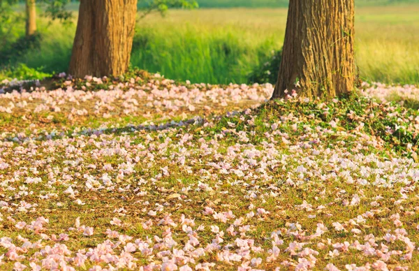 Roze bloemen tabebuia rosea bloesem — Stockfoto