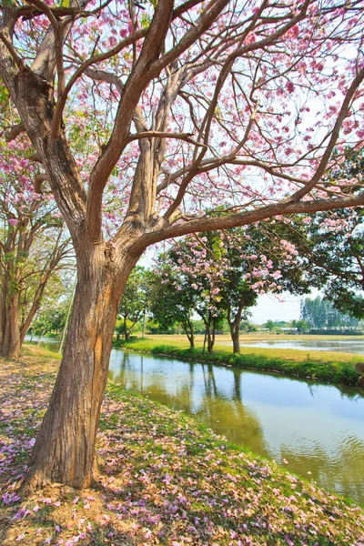 ピンクの花の tabebuia のバラ色の花 — ストック写真