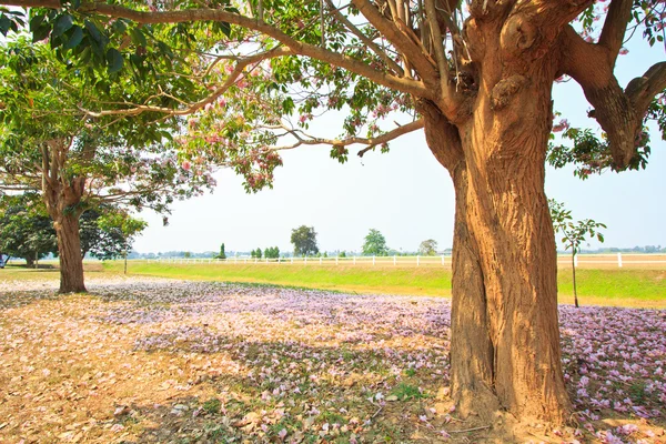 Růžové květy tabebuia rosea květ — Stock fotografie