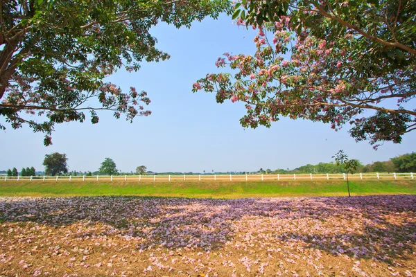 Růžové květy tabebuia rosea květ — Stock fotografie