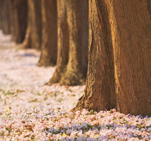 ピンクの花の tabebuia のバラ色の花 — ストック写真