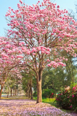 pembe çiçekler tabebuia rosea çiçeği