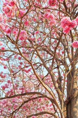 pembe çiçekler tabebuia rosea çiçeği