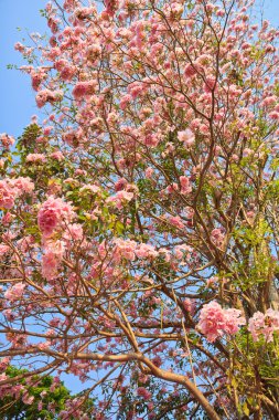 pembe çiçekler tabebuia rosea çiçeği