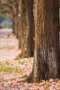 pembe çiçekler tabebuia rosea çiçeği
