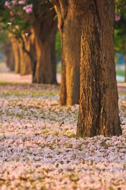 pembe çiçekler tabebuia rosea çiçeği