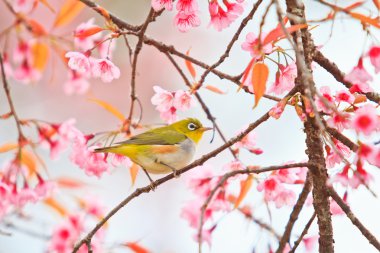 Beyaz Gözlü Kuş Kiraz Çiçeği ve Sakura