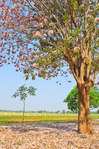 Roze bloemen tabebuia rosea bloesem — Stockfoto