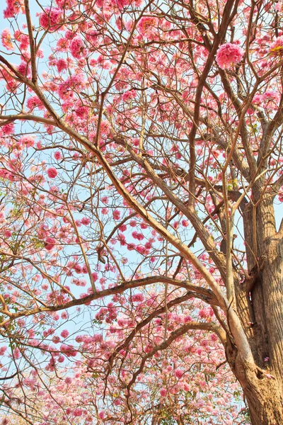 핑크 꽃 Tabebuia 꽃 꽃 — 스톡 사진