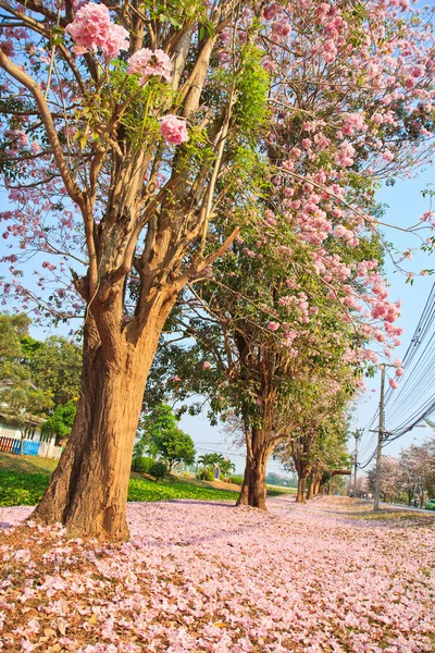ピンクの花の tabebuia のバラ色の花 — ストック写真