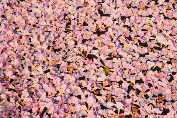Růžové květy tabebuia rosea květ — Stock fotografie
