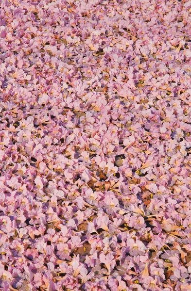 粉红色花朵 tabebuia 景天盛开 — 图库照片