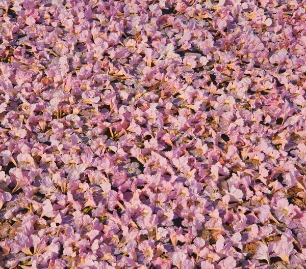 ピンクの花の tabebuia のバラ色の花 — ストック写真