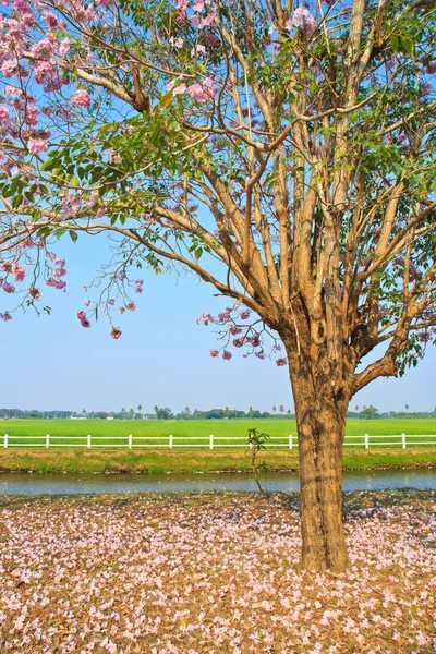 粉红色花朵 tabebuia 景天盛开 — 图库照片