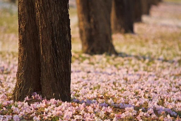 ピンクの花の tabebuia のバラ色の花 — ストック写真