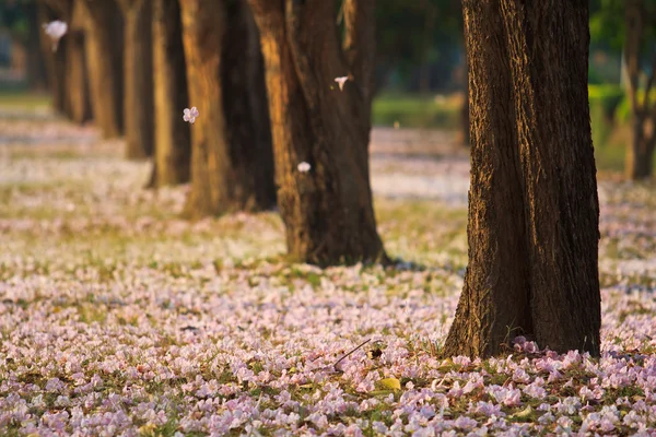 ピンクの花の tabebuia のバラ色の花 — ストック写真