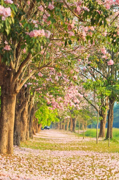 Розовые цветы Tabebuia rosea blossom — стоковое фото