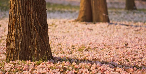 Flores rosadas Tabebuia rosea blossom — Foto de Stock