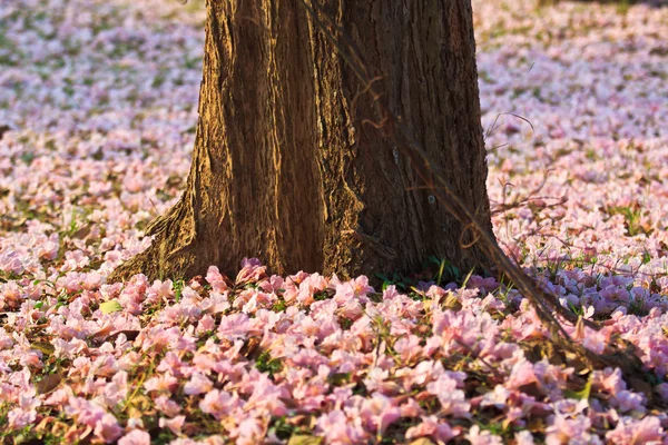 Розовые цветы Tabebuia rosea blossom — стоковое фото