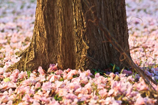 Roze bloemen tabebuia rosea bloesem — Stockfoto