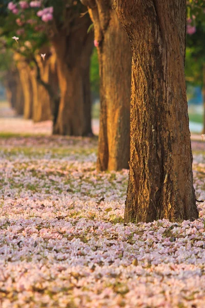 Rosa Blüten tabebuia rosea blühen — Stockfoto