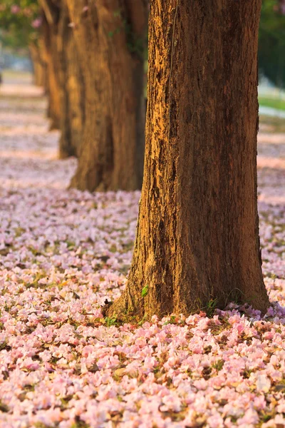 Flores cor de rosa Tabebuia rosea flor — Fotografia de Stock