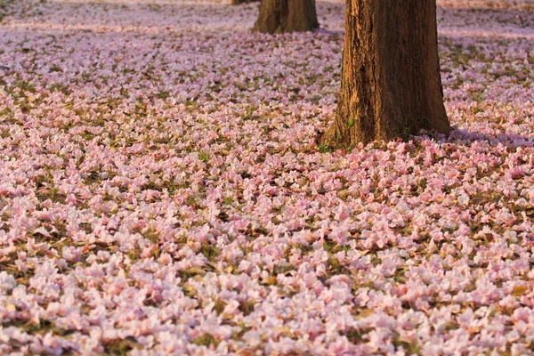 Růžové květy tabebuia rosea květ — Stock fotografie